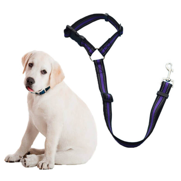 Ceinture pour chien en voiture