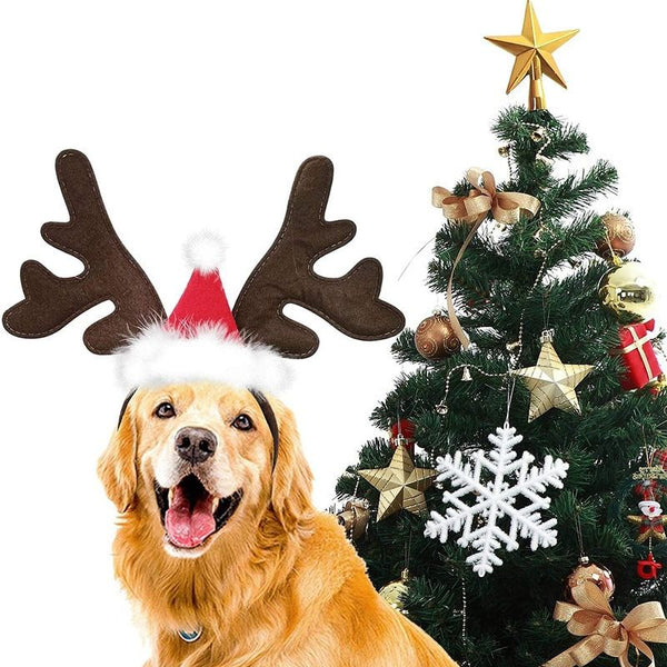 Chapeau de noël pour chien