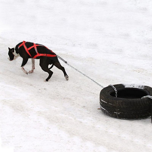 Harnais chien de traineau